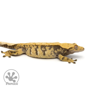 Female XXX Crested Gecko Cr-1280 facing right