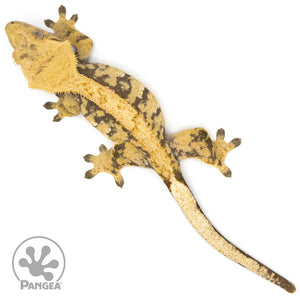 Female XXX Crested Gecko Cr-1280 from above