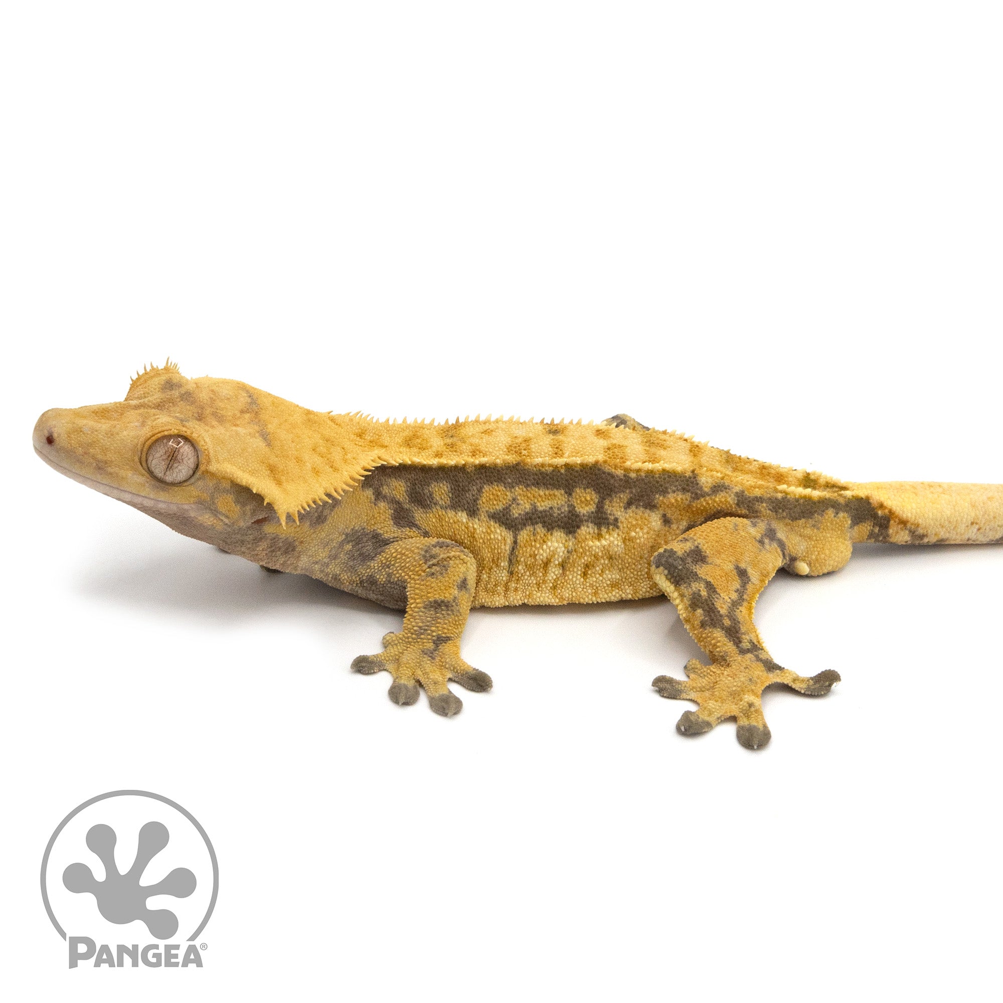 Male Extreme Harlequin Crested Gecko Cr-1283 facing left