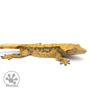 Male Extreme Harlequin Crested Gecko Cr-1283 facing right