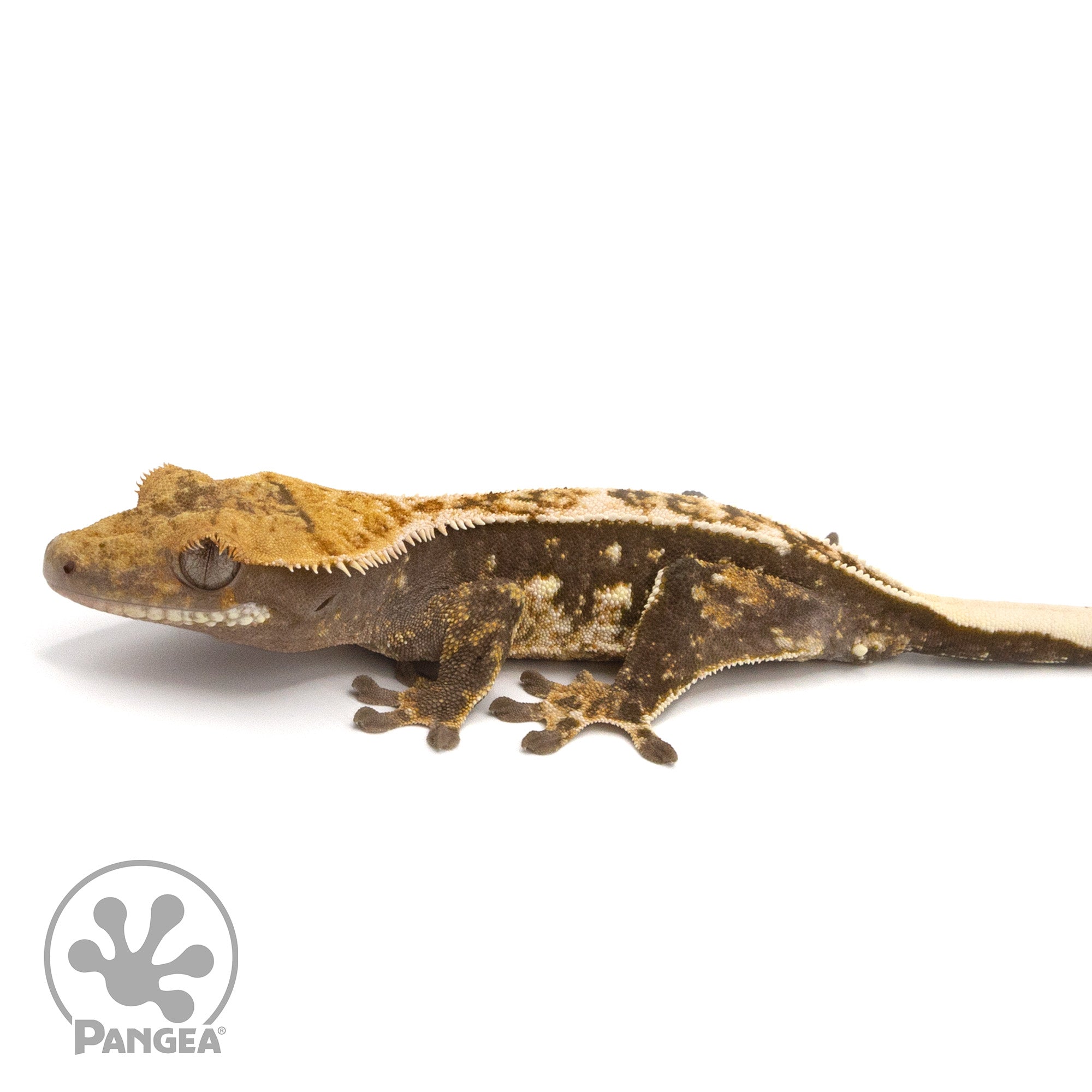 Male Tricolor Crested Gecko Cr-1286 facing left