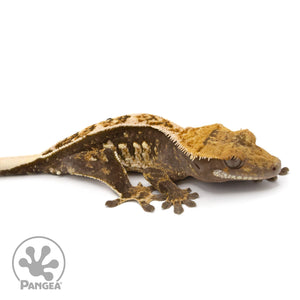 Male Tricolor Crested Gecko Cr-1286 facing right