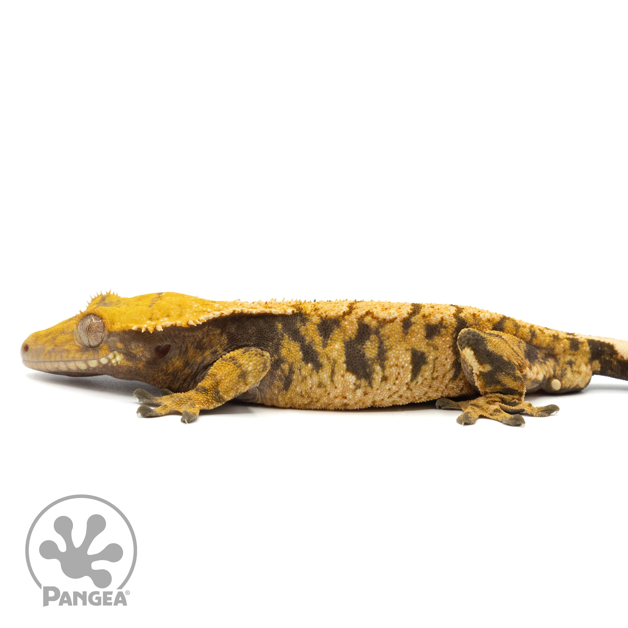 Male XXX Crested Gecko Cr-1309 facing left