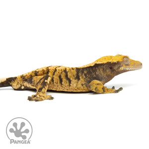 Male XXX Crested Gecko Cr-1309 facing right