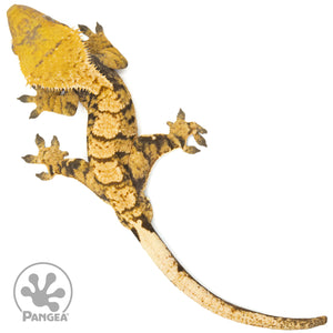 Male XXX Crested Gecko Cr-1309 from above