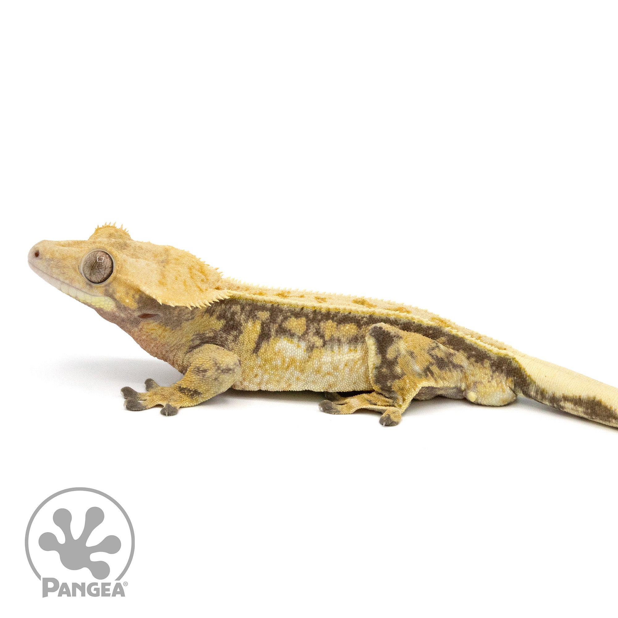 Male Tricolor Extreme Harlequin Crested Gecko Cr-1339 facing left