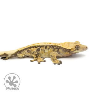 Male Tricolor Extreme Harlequin Crested Gecko Cr-1339 facing right