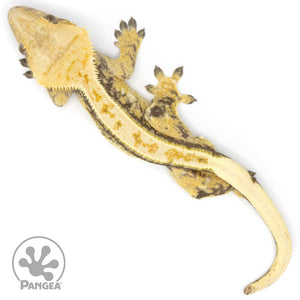 Male Tricolor Extreme Harlequin Crested Gecko Cr-1339 from above