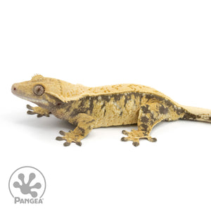 Female Extreme Harlequin Crested Gecko Cr-1354 facing left