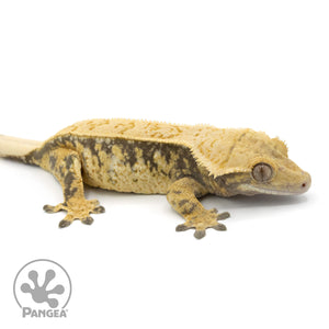 Female Extreme Harlequin Crested Gecko Cr-1354 facing right