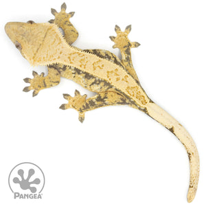 Female Extreme Harlequin Crested Gecko Cr-1354 from above