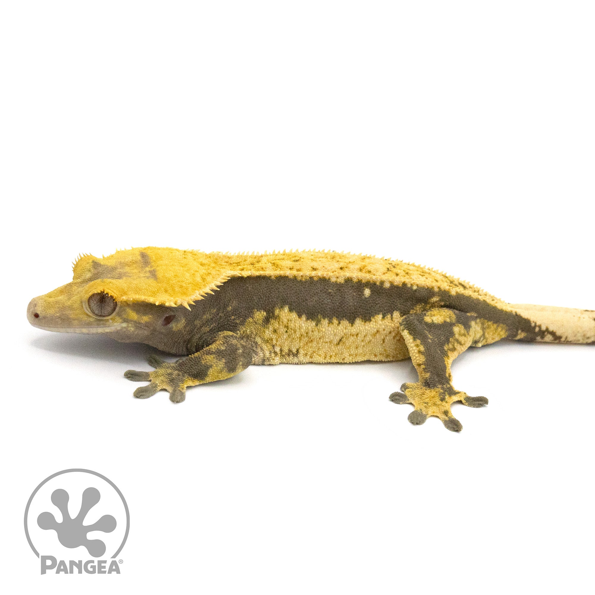 Female Quadstripe Crested Gecko Cr-1358 facing left