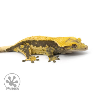 Female Quadstripe Crested Gecko Cr-1358 facing right