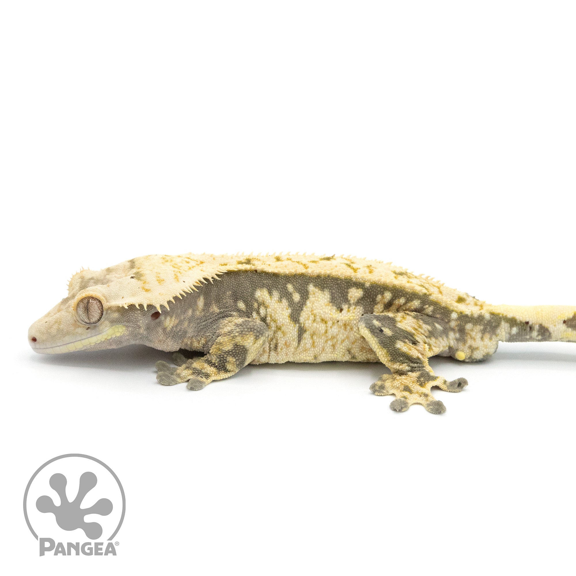 Male Extreme Harlequin Crested Gecko Cr-1359 facing left