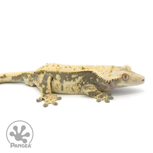 Male Extreme Harlequin Crested Gecko Cr-1359 facing right