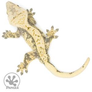 Male Extreme Harlequin Crested Gecko Cr-1359 from above