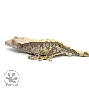 Male Extreme Harlequin Crested Gecko Cr-1364 facing left