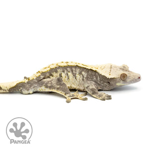 Male Extreme Harlequin Crested Gecko Cr-1364 facing right