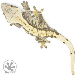 Male Extreme Harlequin Crested Gecko Cr-1364 from above