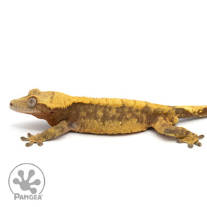 Male Red Harlequin Crested Gecko Cr-1377 facing left