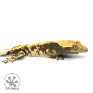 Female Extreme Harlequin Crested Gecko Cr-1379 facing right