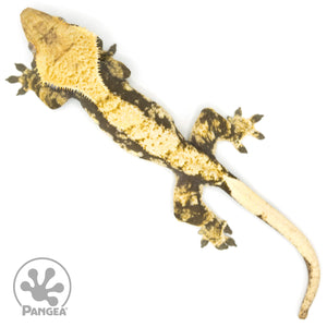 Female Extreme Harlequin Crested Gecko Cr-1379 from above