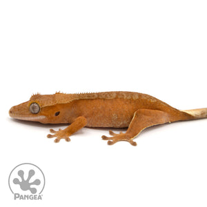 Female Red Phantom Crested Gecko Cr-1391 facing left