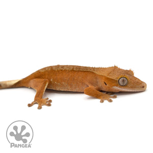 Female Red Phantom Crested Gecko Cr-1391 facing right