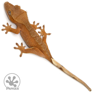 Female Red Phantom Crested Gecko Cr-1391 from above