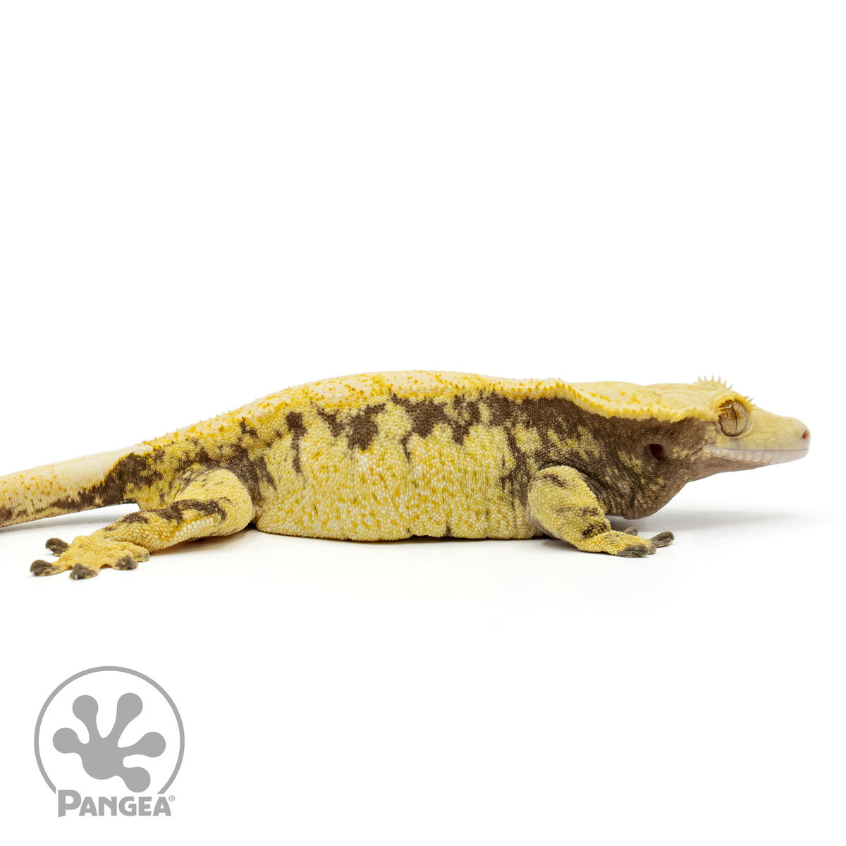 Female Black and Yellow Extreme Crested Gecko | Pangea Reptile | CR ...