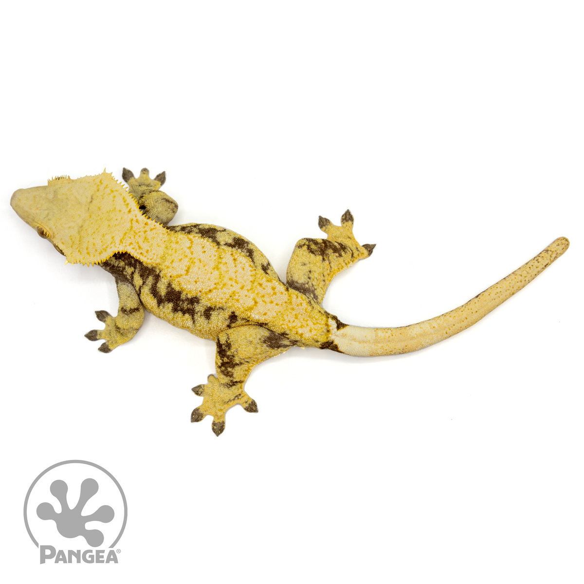 Female Black and Yellow Extreme Crested Gecko | Pangea Reptile | CR ...