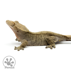 Female Phantom Crested Gecko Cr-1438 facing left