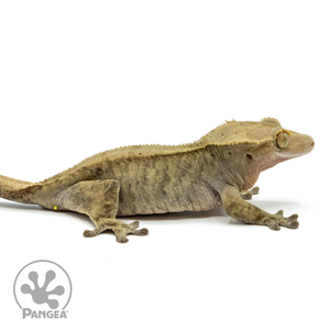 Female Phantom Crested Gecko Cr-1438 facing right