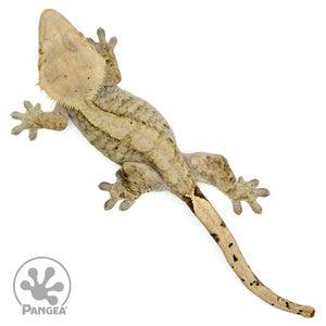 Female Phantom Crested Gecko Cr-1438 from above