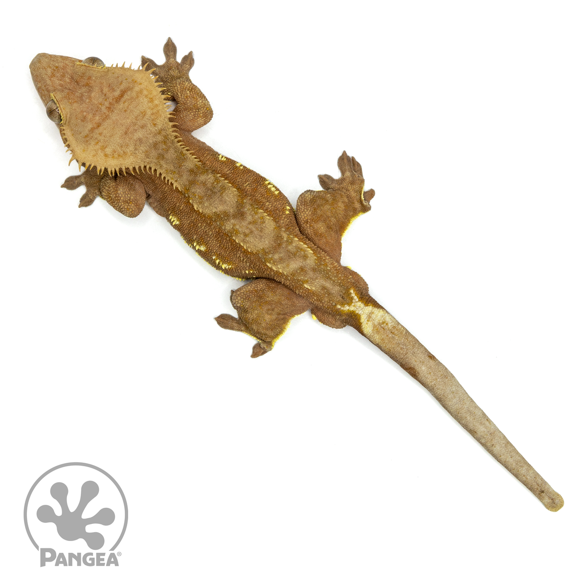 Male Red Phantom Crested Gecko | Pangea Reptile | Cr-1440 - Pangea ...