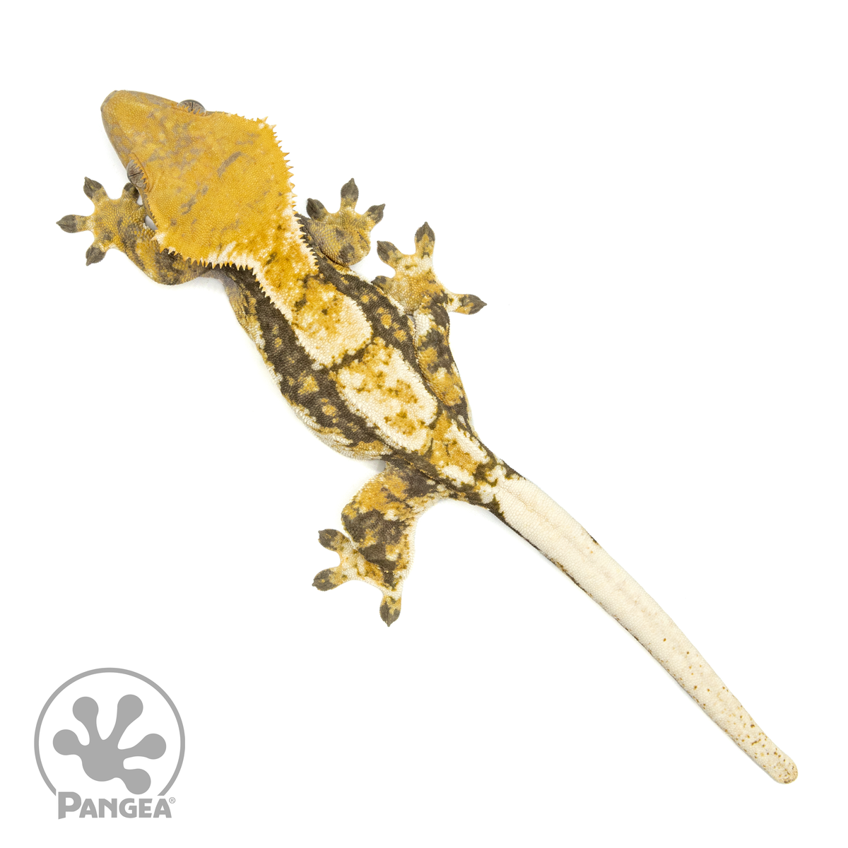 Female Tricolor Crested Gecko | Pangea Reptile | Cr-1447 - Pangea ...