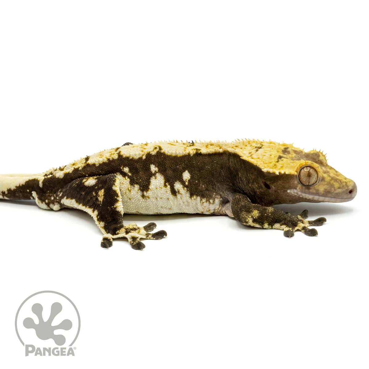 Male Extreme Crested Gecko | Pangea Reptile | Cr-1451 - Pangea Reptile LLC