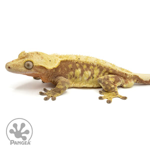 Male Red Extreme Harlequin Crested Gecko Cr-1454 facing left