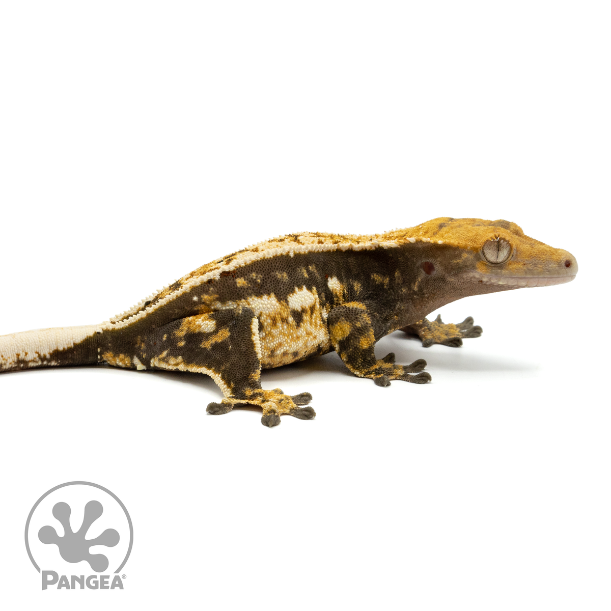 Female Quad Stripe Crested Gecko | Pangea Reptile | Cr-1459 - Pangea ...