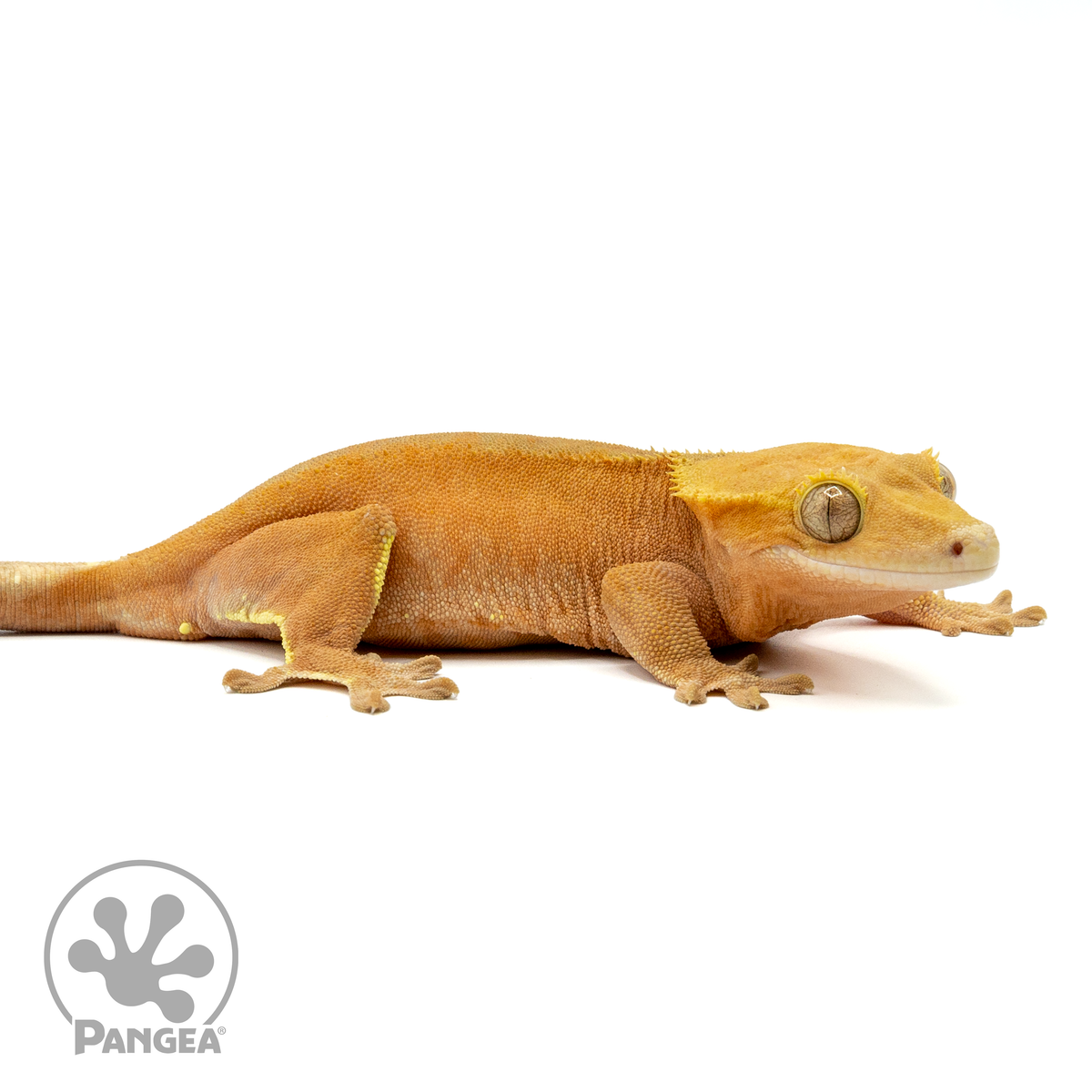 Female Red Phantom Crested Gecko | Pangea Reptile | Cr-1464 - Pangea ...