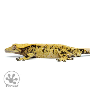 Male Extreme Harlequin Crested Gecko Cr-1466 facing left