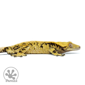 Male Extreme Harlequin Crested Gecko Cr-1466 facing right