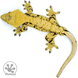 Male Extreme Harlequin Crested Gecko Cr-1466 from above