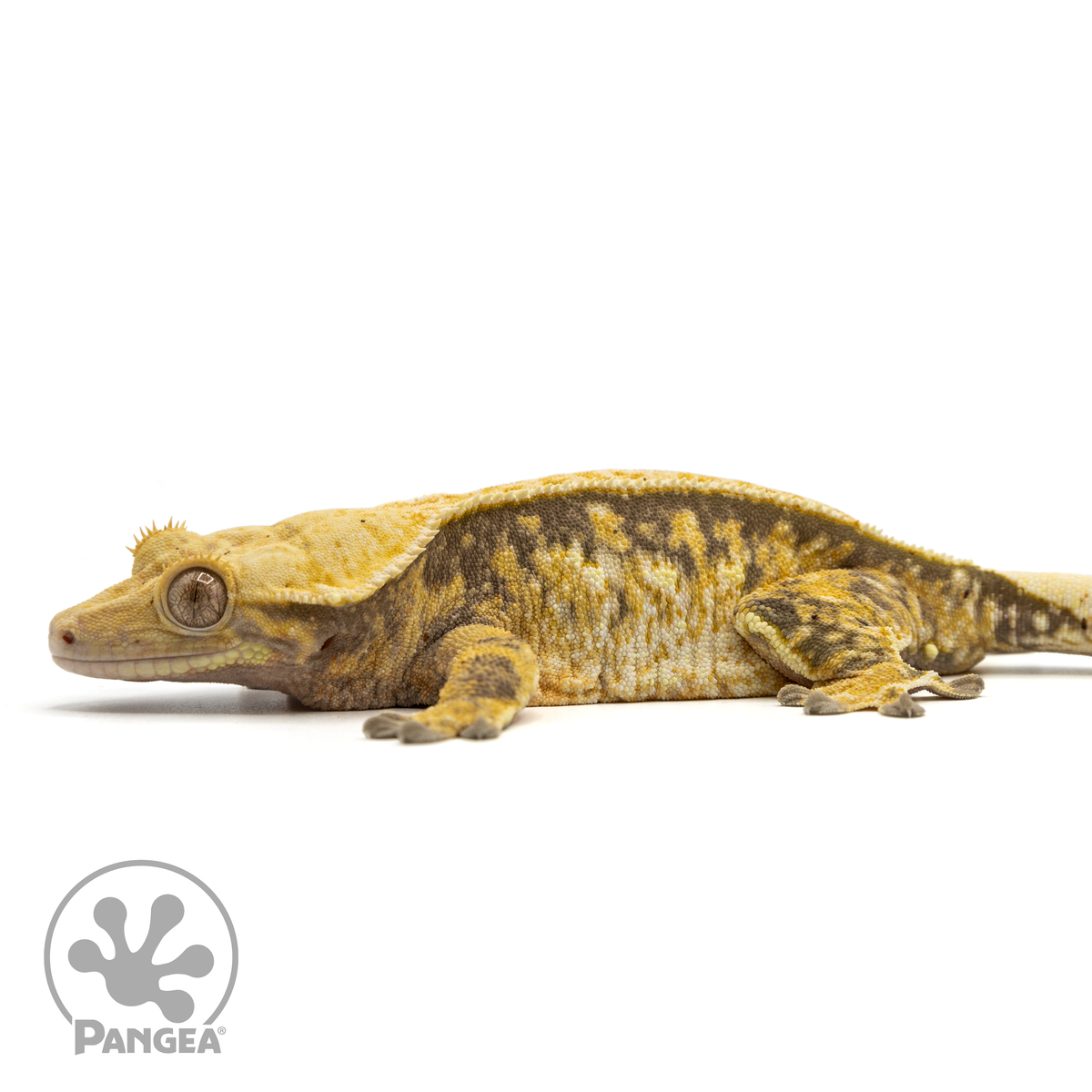 Female Tricolor Crested Gecko | Pangea Reptile | Cr-1468 - Pangea ...