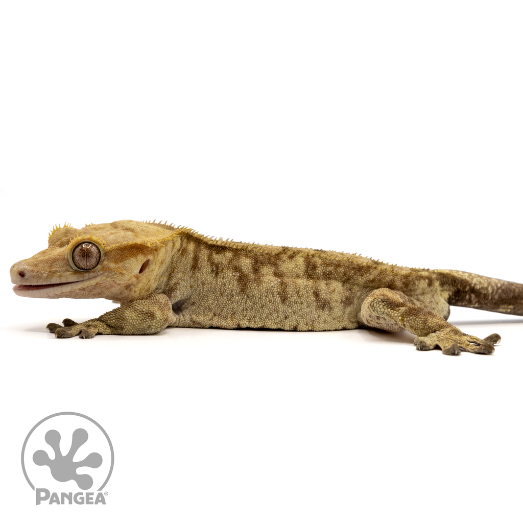 Pangea reptile crested store gecko