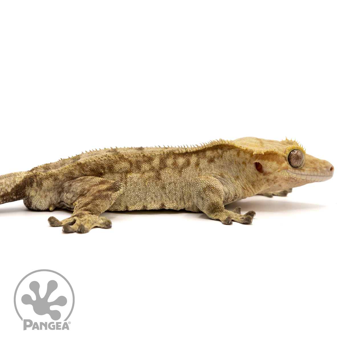 Patient Zero Offspring | Male Yellow Tiger Crested Gecko | Pangea ...