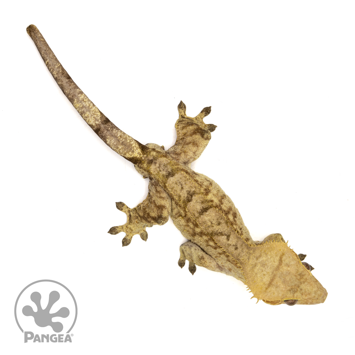 Patient Zero Offspring | Male Yellow Tiger Crested Gecko | Pangea ...