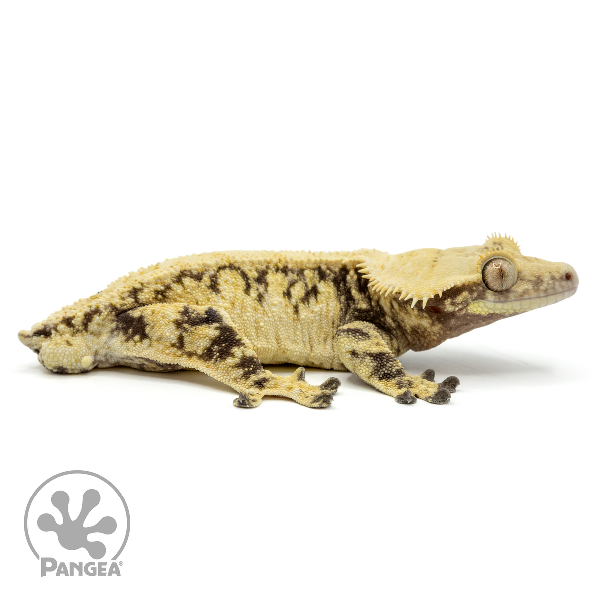 Male Extreme Harlequin Crested Gecko | Pangea Reptile | Cr-1495 ...