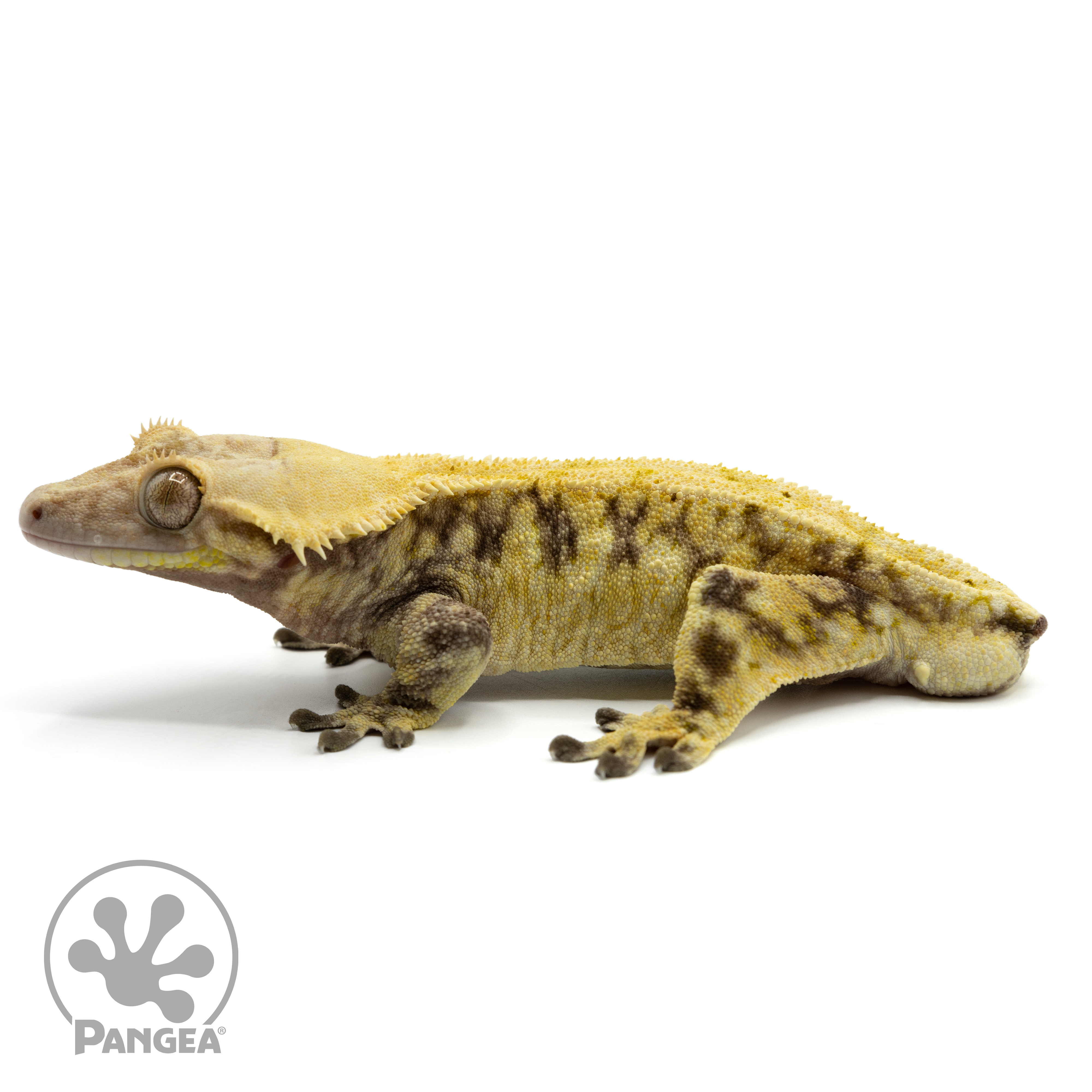 Crested gecko sales stuffed animal