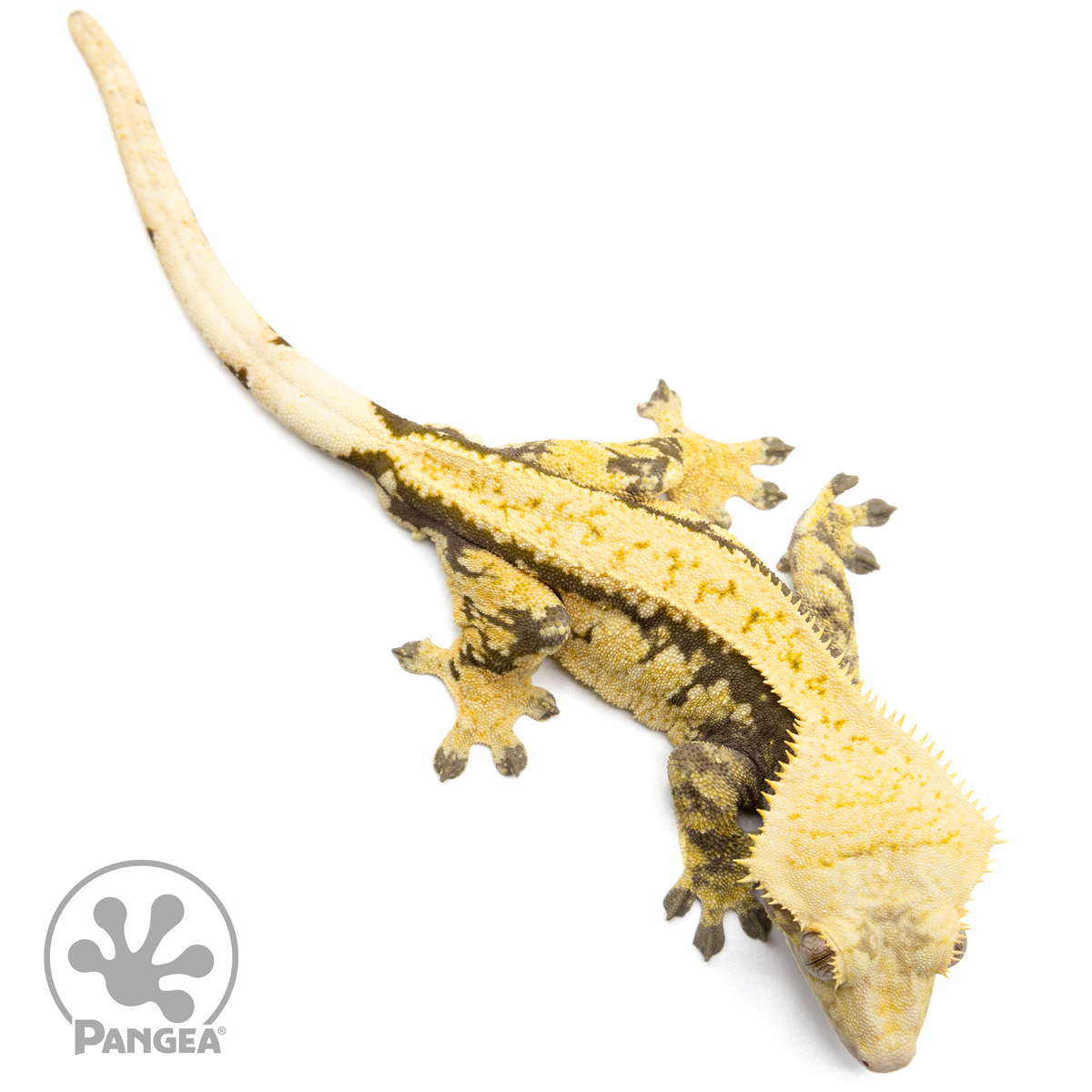 Male Extreme Crested Gecko | Pangea Reptile | Cr-1501 - Pangea Reptile LLC